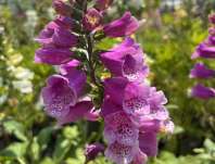 Digitalis purpurea Dottie Purple