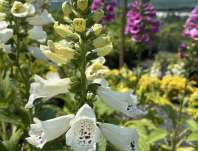 Digitalis purpurea Dottie White