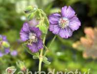 Geranium phaeum Censation Kora