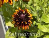 Rudbeckia hirta Denver Daisy