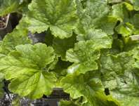 Tellima grandiflora