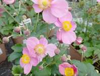 Anemone Summer Breeze Picotee