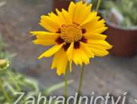 Coreopsis grandiflora Sonnenkind