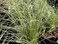 ostřice - Carex comans 'Frosted Curls'