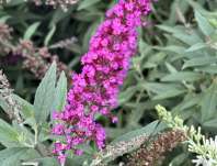 komule - Buddleja davidii 'Butterfly Tower'