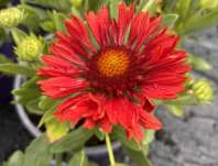 Gaillardia aristata Spin Top Mariachi
