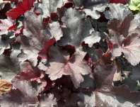 Heuchera Rex Black