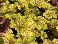 Heuchera Red Lighting
