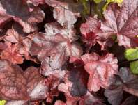 Heuchera Fire Chief