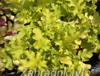 Heuchera Lime Marmelade