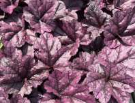 Heuchera Toncka Shiny Violet