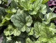 Heuchera Toncka Mint Vein