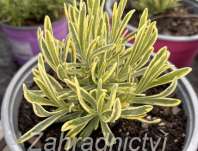 Lavandula angust. Platinum Blonde