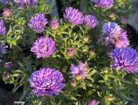 Aster novii-belgii Henry Blue