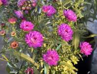 Aster novii-belgii Henry Pink