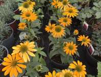 Echinacea Lakota Yellow