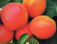 meruka obecn Harlayne - Prunus armeniaca Harlayne