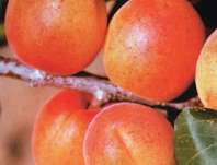 meruka obecn Karola - Prunus armeniaca Karola