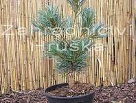 Borovice - Pinus parviflora 'Tempelhof'