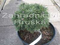 Borovice - Pinus uncinata 'Kamila'