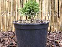 Borovice - Pinus uncinata 'Radka'