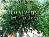 Borovice - Pinus leucodermis 'Pirin I.'