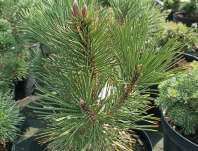 Borovice - Pinus leucodermis 'Kalouš'