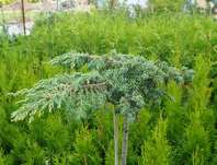 jalovec - Juniperus communis 'Green Carpet' na kmínku