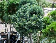 jalovec - Juniperus communis 'Berkshir ' KM