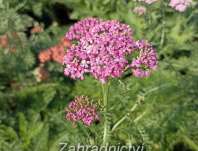 Achillea millefolium Kirchkonigin