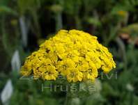 ebek plstnat Goldie - Achillea tomentosa Goldie