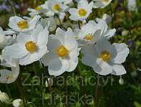 sasanka lesn - Anemone sylvestris
