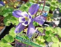 Aquilegia flabellata Cameo Blau - White