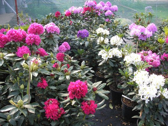azalky, rhododendrony a vřesovištní rostliny